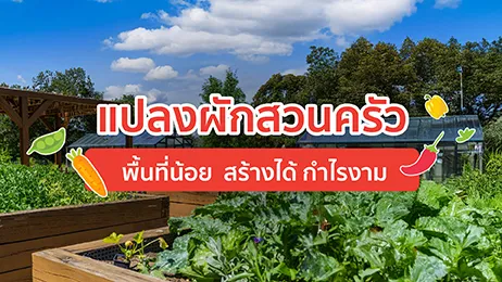 แปลงผักสวนครัว พื้นที่น้อย สร้างรายได้ กำไรงาม