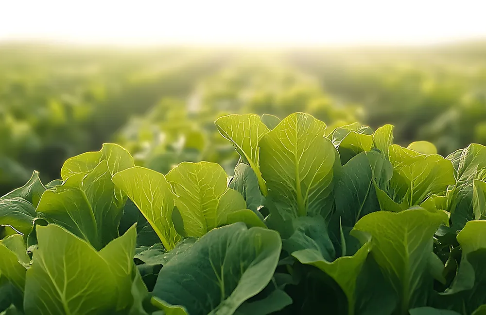 เริ่มต้นสร้างแปลงผักสวนครัว พื้นที่น้อย ต้องเตรียมอะไรบ้าง