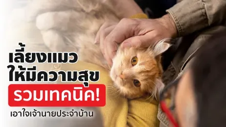 เลี้ยงแมวให้มีความสุข รวมเทคนิคเอาใจเจ้านายประจำบ้าน