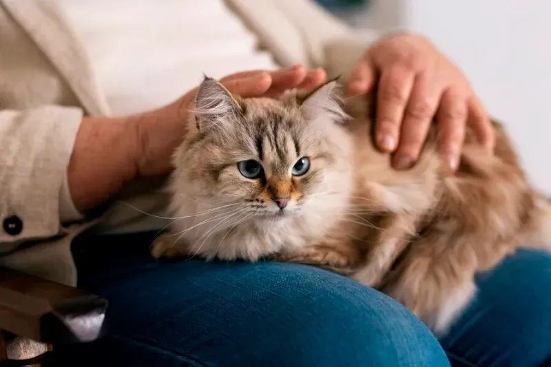 สรุปเลี้ยงแมวให้มีความสุข สรุปเลี้ยงแมวให้มีความสุข