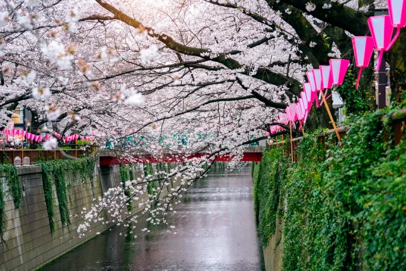 เที่ยวญี่ปุ่นฤดูใบไม้ผลิ