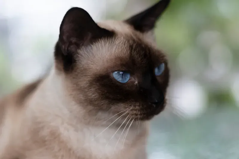 ชื่อแมวมงคล ชื่อแมวมงคล