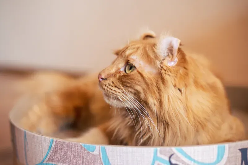 แมวพันธุ์อเมริกัน เคิร์ล แมวพันธุ์อเมริกัน เคิร์ล