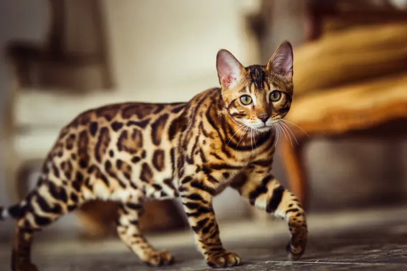 Bengal Bengal