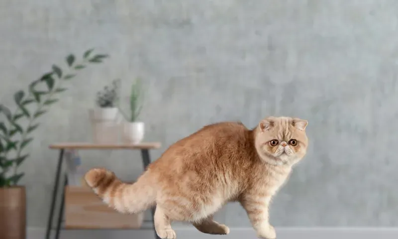 Exotic Shorthair Exotic Shorthair