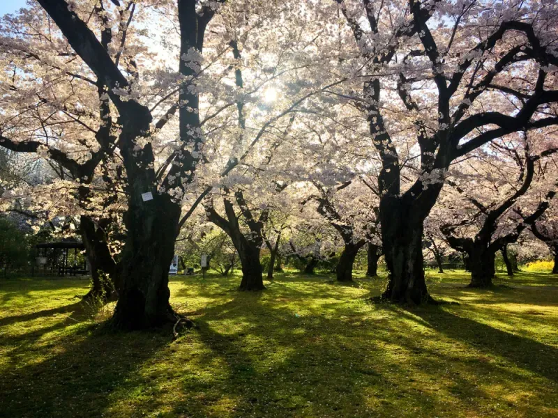 สวนพฤกษศาสตร์โคอิชิคาวะ สวนพฤกษศาสตร์โคอิชิคาวะ