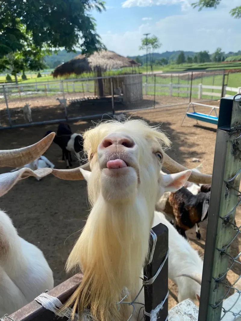 ที่เที่ยวเขาใหญ่ 2567 ที่เที่ยวเขาใหญ่ 2567