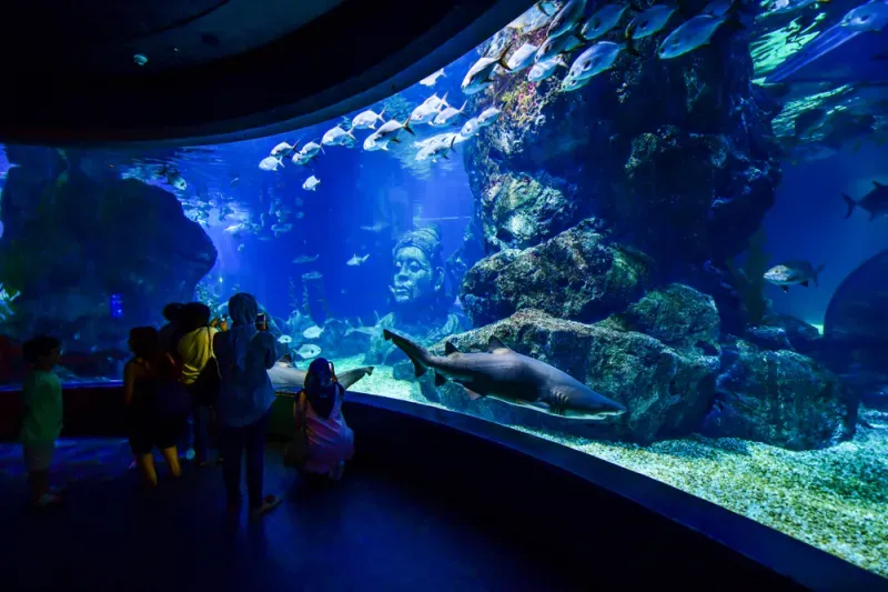 พิพิธภัณฑ์สัตว์น้ำอควาเรียมซีไลฟ์