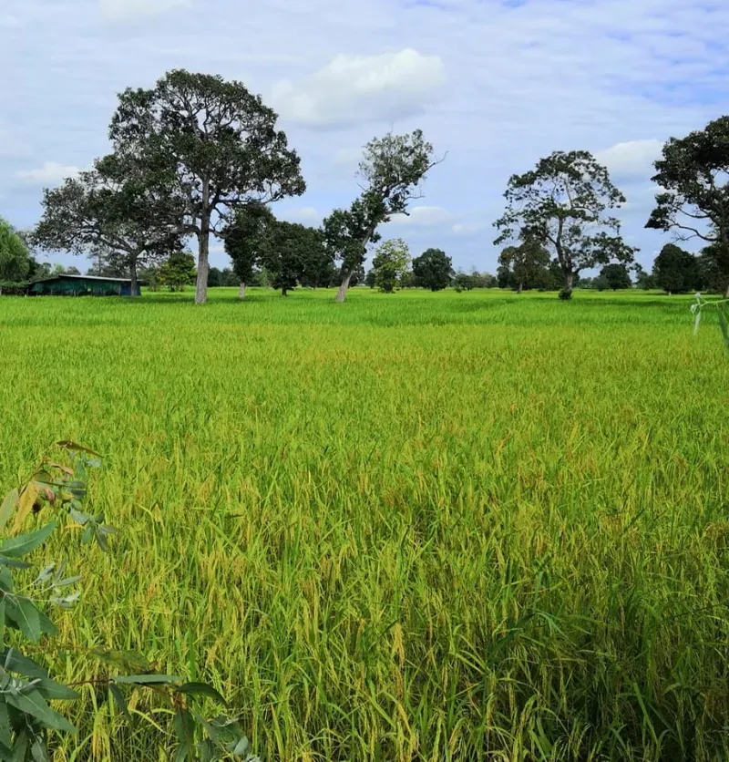 แซตอม ออร์แกนิค ฟาร์ม แซตอม ออร์แกนิค ฟาร์ม