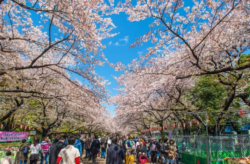 สวนอุเอโนะ ซากุระ สวนอุเอโนะ ซากุระ