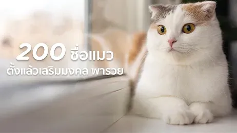 ชื่อแมว เสริมมงคล