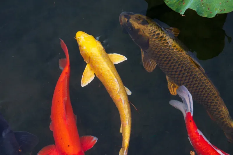 สีปลาคราฟมงคล