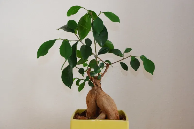 ของขวัญรับปริญญา