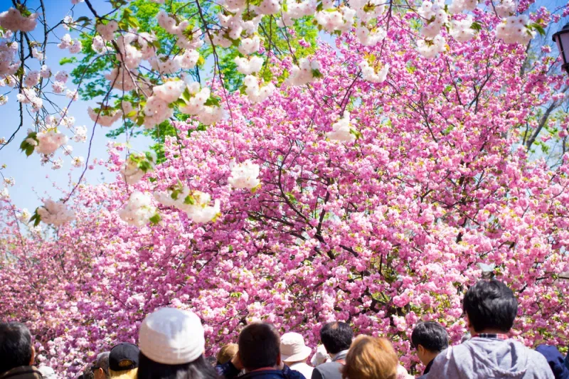 พยากรณ์ซากุระ ญี่ปุ่น 2025