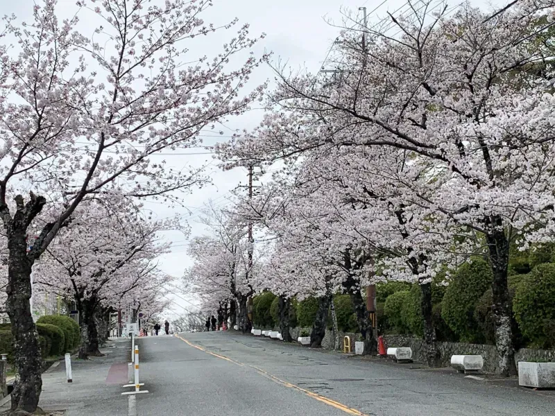 สวนสาธารณะซัตสึกิ