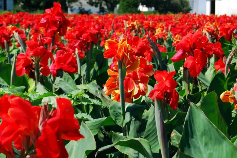 ต้นไม้ มงคล