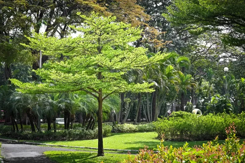 ต้นไม้ มงคล