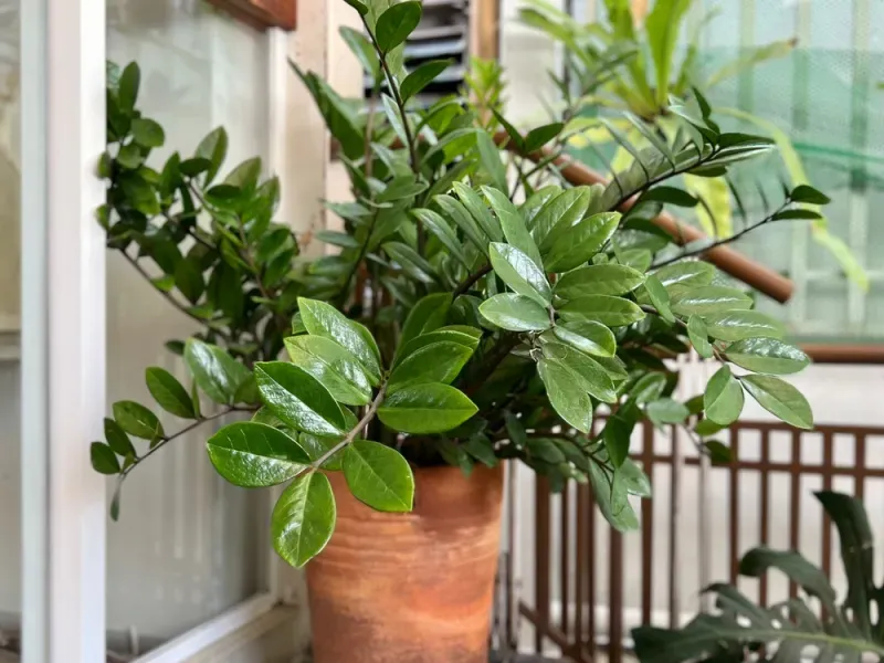 ต้นไม้ มงคล