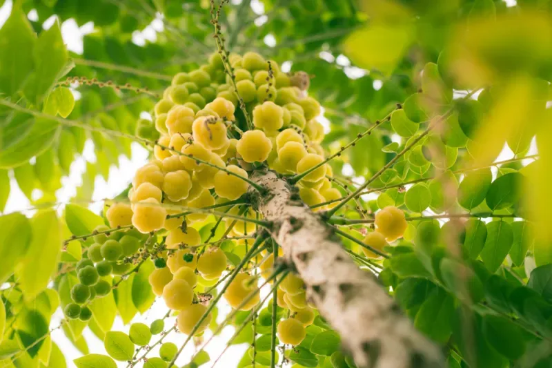 ต้นไม้ มงคล