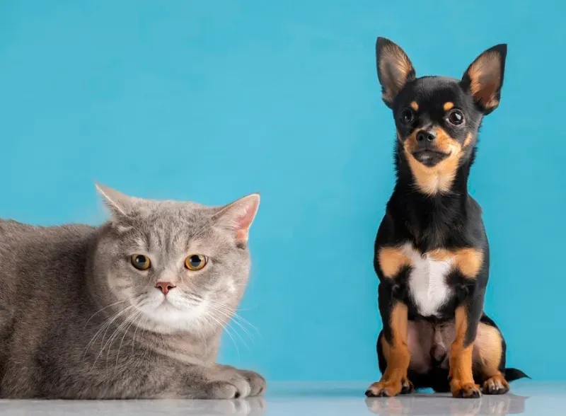 ประกันสัตว์ เคสเคลมไม่ได้