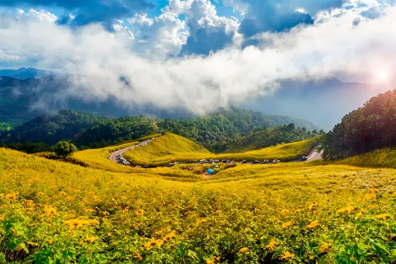 ทุ่งดอกบัวตองดอยแม่อูคอ