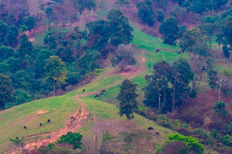 วังน้ำเขียว