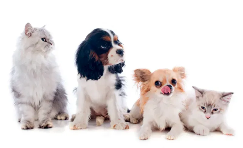 ความสำคัญประกันสัตว์เลี้ยง