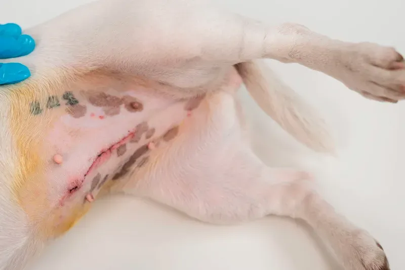 ทำหมันสุนัข