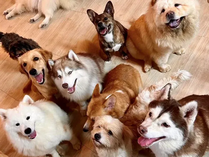 คาเฟ่สัตว์