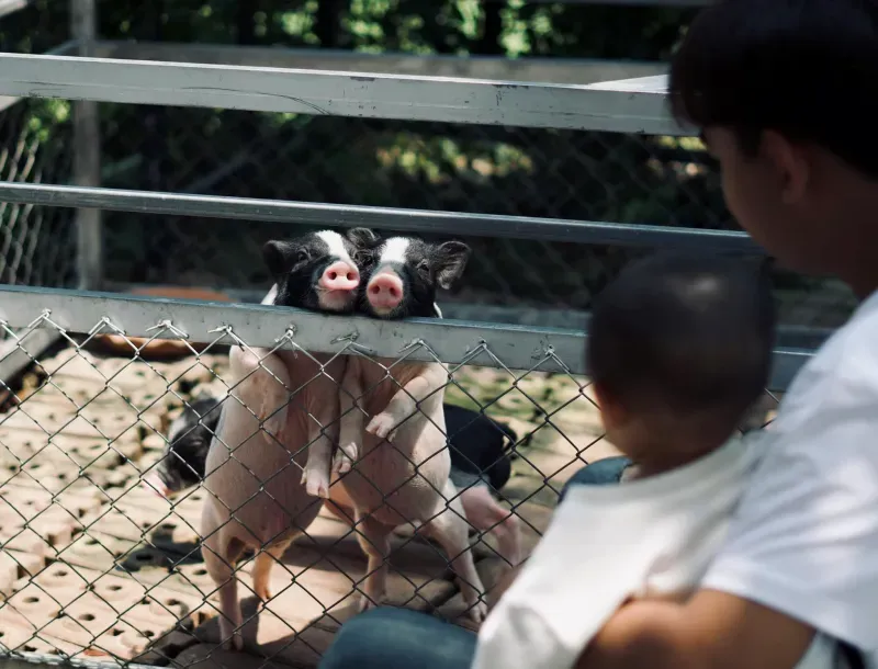 คาเฟ่สัตว์