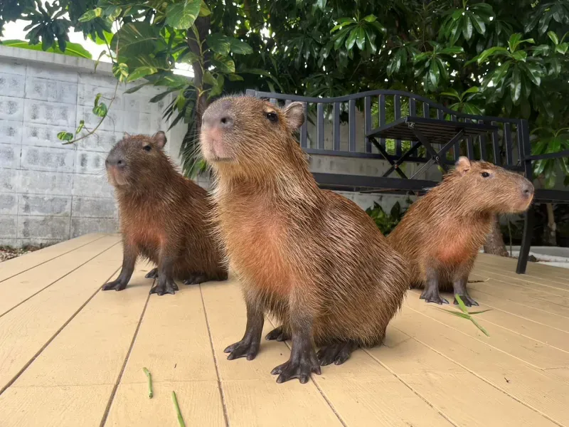 คาเฟ่สัตว์