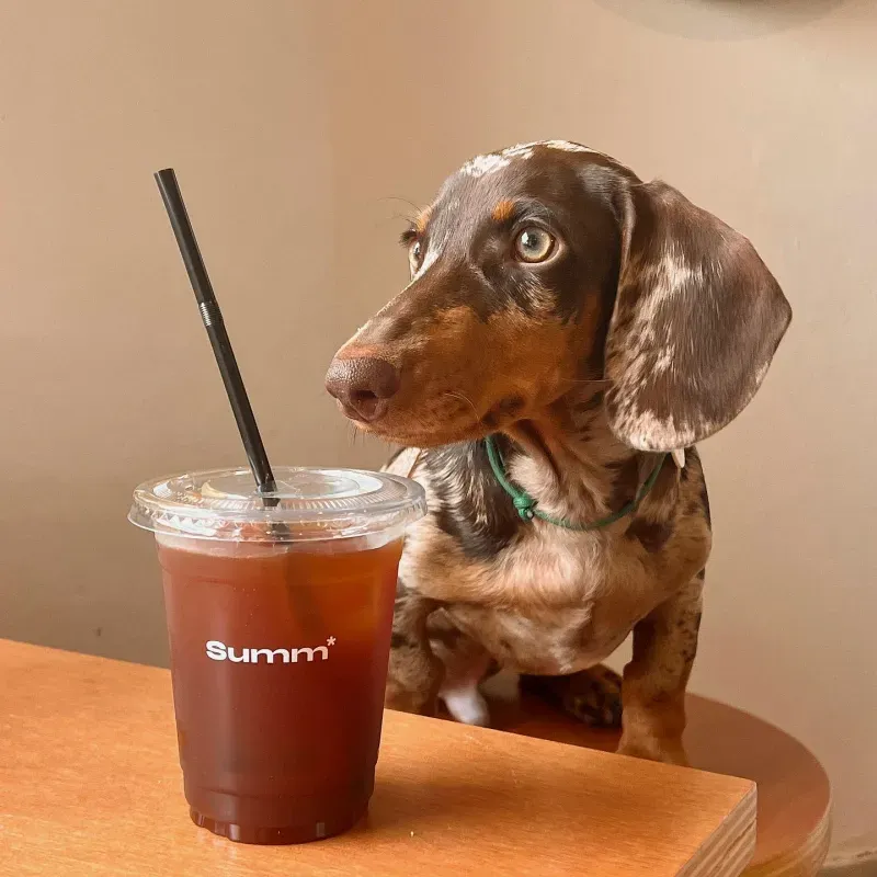 คาเฟ่สัตว์