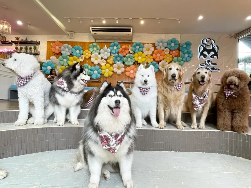 คาเฟ่สัตว์