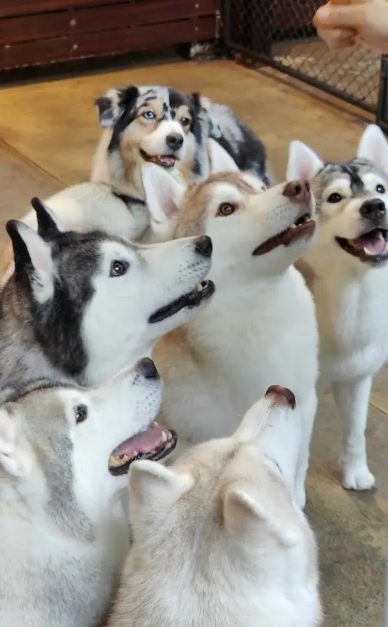 คาเฟ่สัตว์