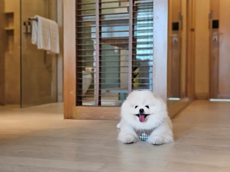 ที่พักสุนัขเข้าได้