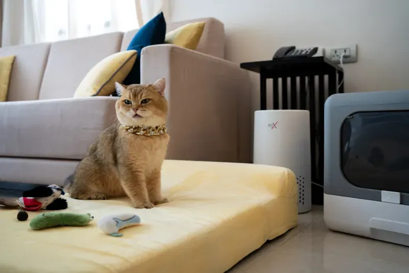 ที่พักสุนัขเข้าได้