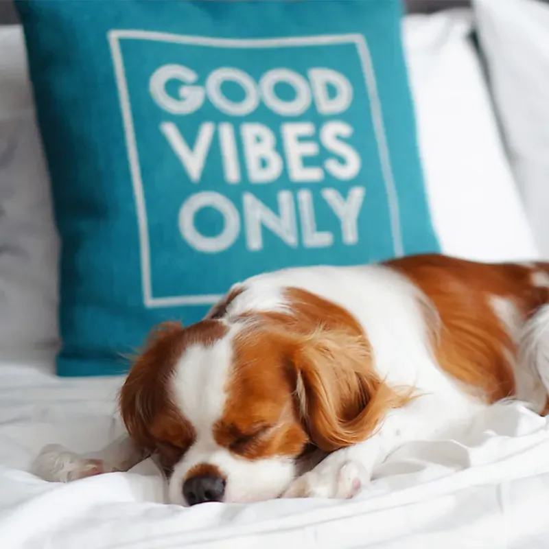 ที่พักสุนัขเข้าได้