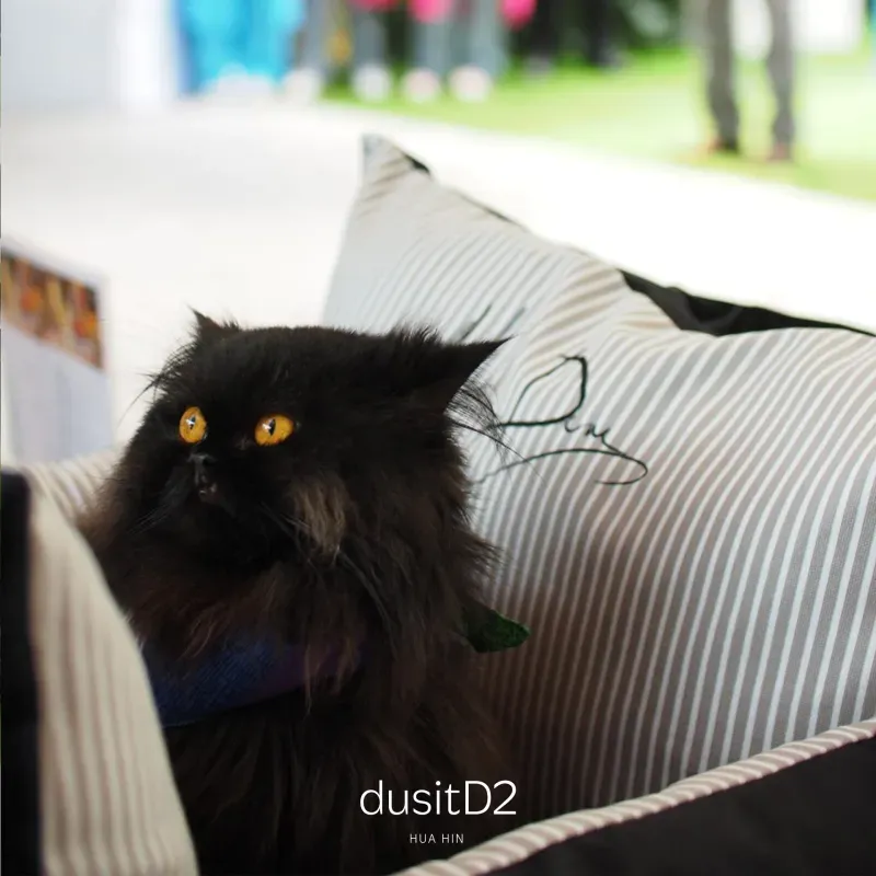 ที่พักสุนัขเข้าได้