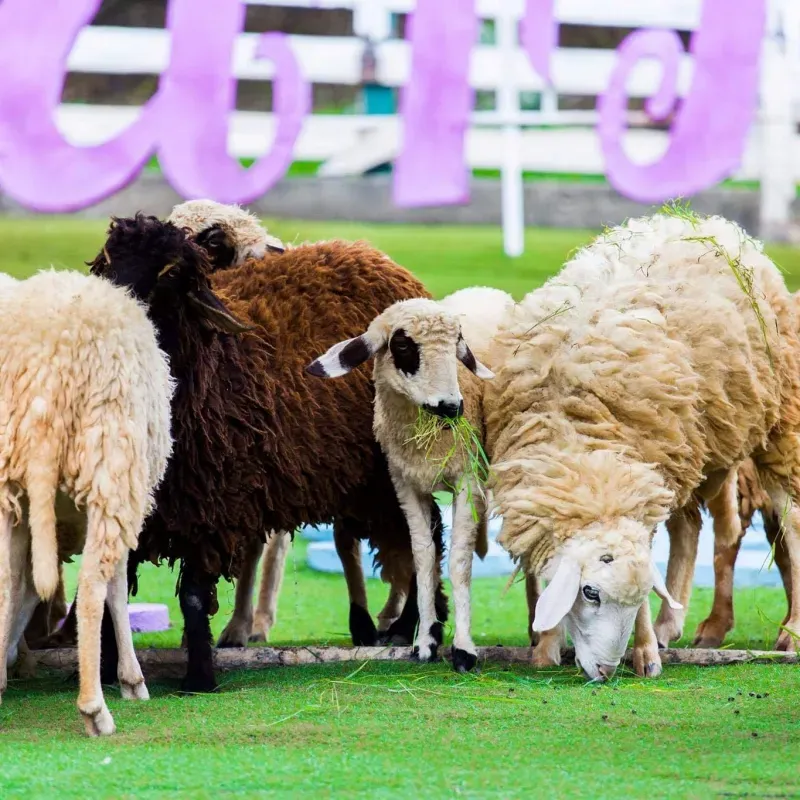 ที่เที่ยวลำปาง ที่เที่ยวลำปาง