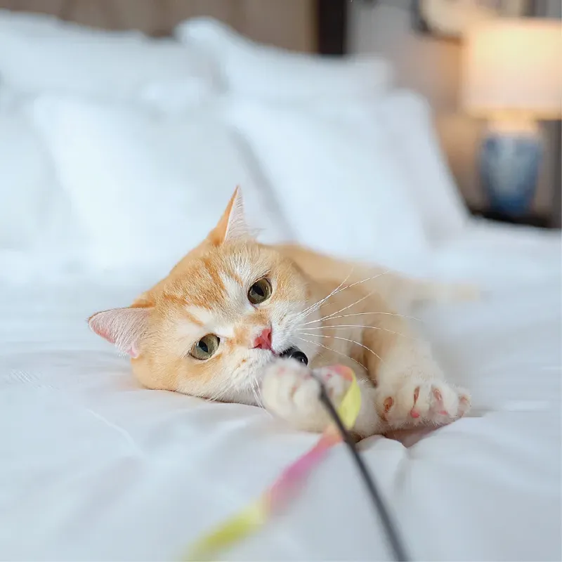 ที่พักสุนัขเข้าได้