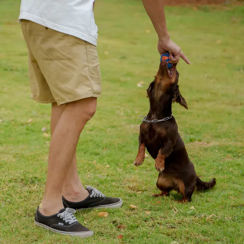 ที่พักสุนัขเข้าได้