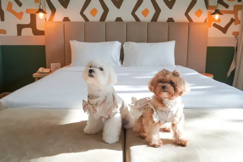 ที่พักสุนัขเข้าได้