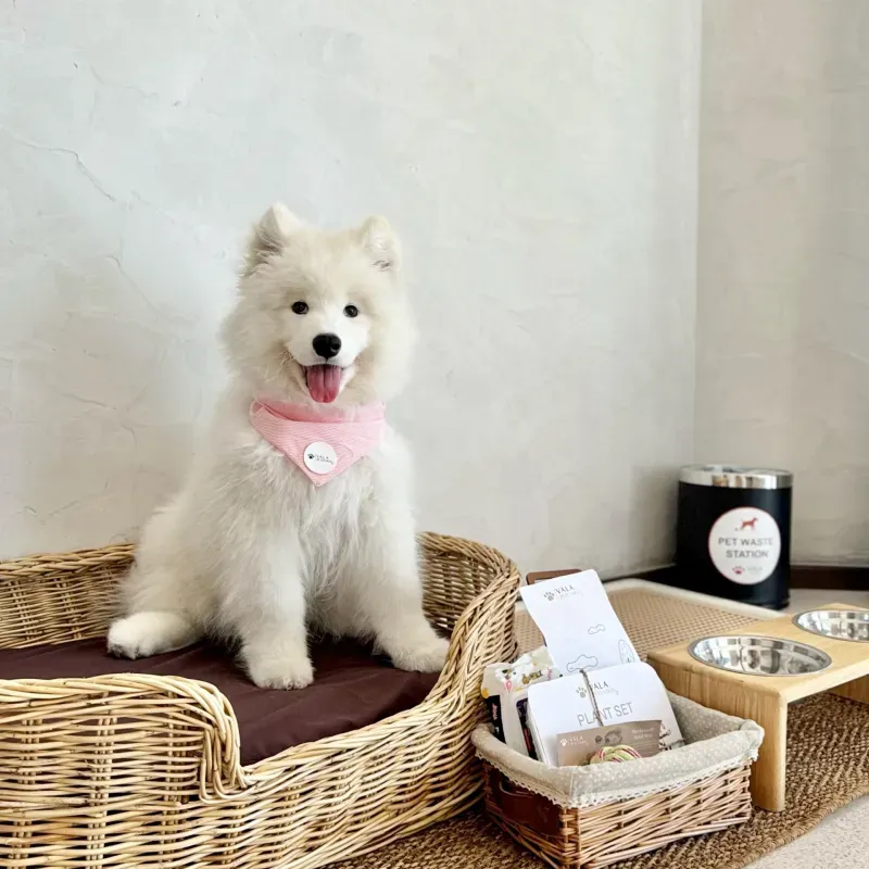 ที่พักสุนัขเข้าได้