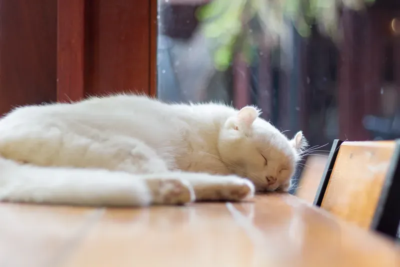 แคปชั่น คาเฟ่