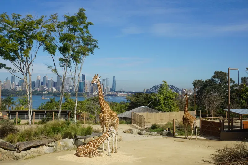 ซิดนีย์ ซิดนีย์