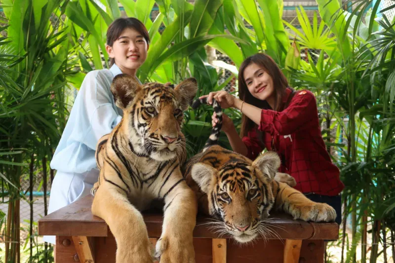 Tiger Park Pattaya