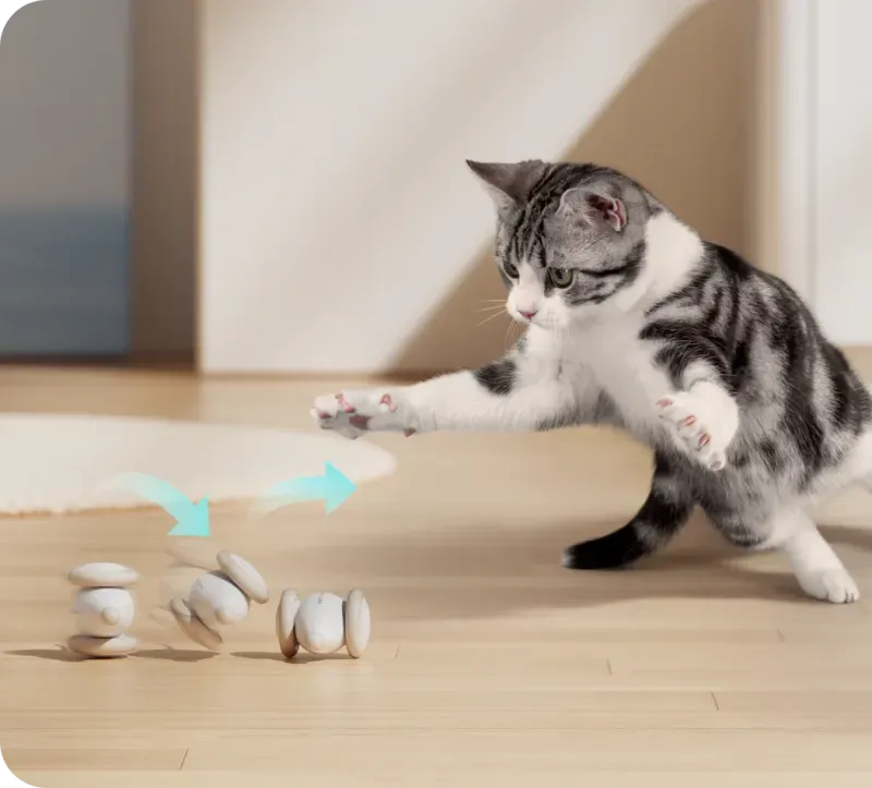 ของเล่นแมว