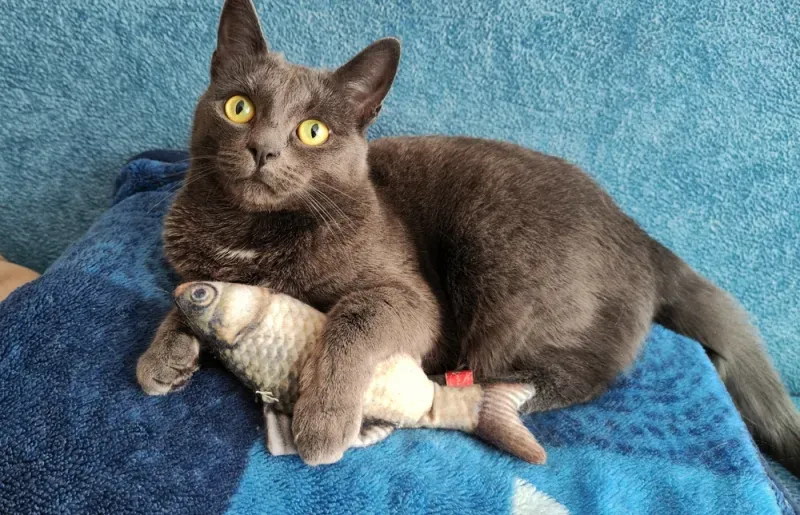 ของเล่นแมว