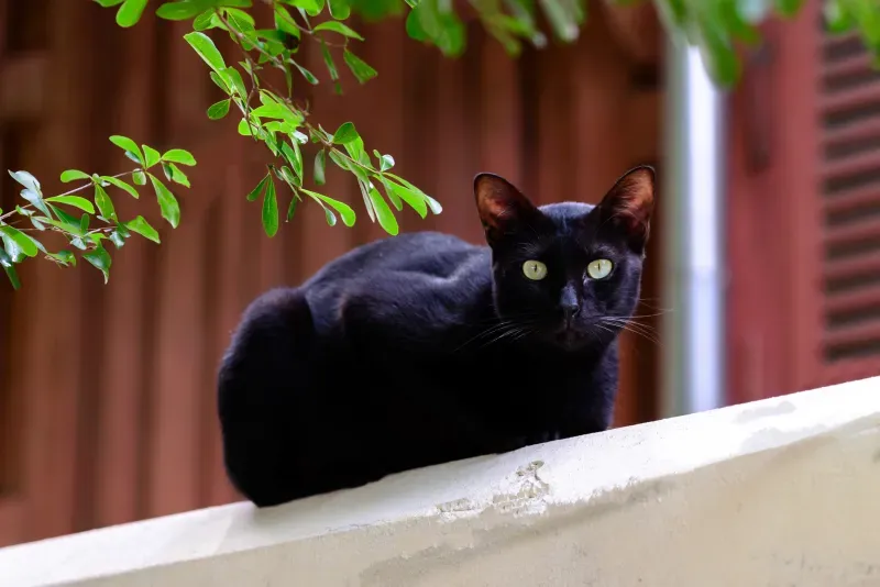 ลักษณะแมว มงคล