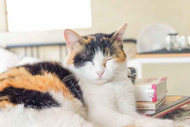 ลักษณะแมว มงคล